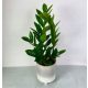  Zamioculcas Zamifolia Iron Plant Zamifolia