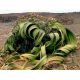  WELWITSCHIA (WELWITSCHIA MIRABILIS) 1 MAG