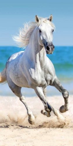 Törölköző - White Horse strandfürdőlepedő gyerekeknek