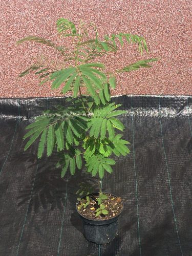  Albizia selymes Albizia Rosea 50-80cm NAGY