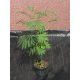  Albizia selymes Albizia Rosea 50-80cm NAGY