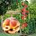  BIG HONEY őszibarack és nektarin, csupaszgyökér palánta, 100-110 cm