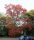  Vörös tölgy 80/120cm Quercus rubra 25 db-os csomag.