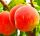  Őszibarack és nektarin Orosz palánta csupasz gyökérrel 120-140 cm