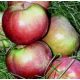 Mekintosh almafák, csupasz gyökerű palánta, 110-140 cm