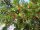  Közönséges tiszafa Taxus Baccata 15/30cm 100 db-os csomag