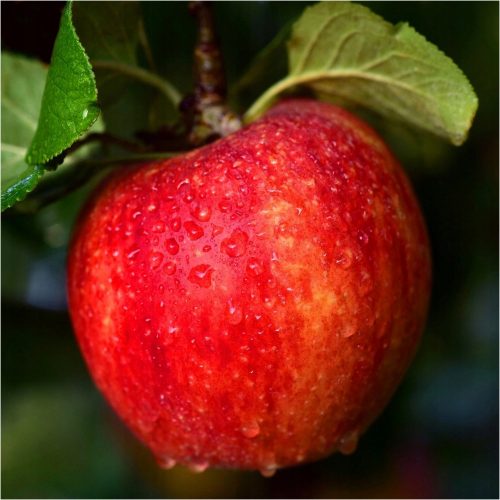  Gála almafák, csupasz gyökerű palánta, 110-120 cm