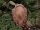 Vadásztrófea - Faragott trófeatábla a kecske agancsához, 30 cm