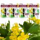  MOUNTAIN Celandine STRONG WARROT CALLUS 3ml