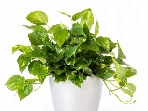  EPIPREMNUM AUREUM Szobanövény Nagypalánta P12