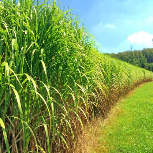  MISCANTHUS GIGANTEUS GRASS 5 DB