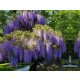  WISTERIA 'PROLIFIC PURPLE BEAUTY FÜGGÖNYÖK