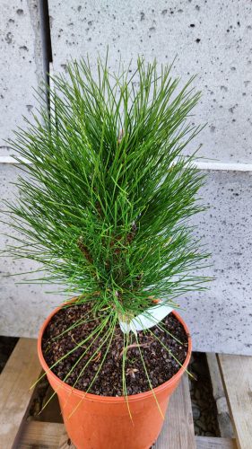  Green Tower Pine Pinus nigra