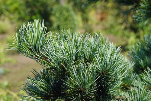  Kislevelű fenyő NEGISHI Pinus parviflora FAGYÁLLÓ VETŐ 100cm