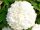  Fehér viburnum palánta 1-2l-es edényben, 60-80 cm