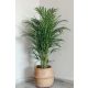  Areca pálma Areca Dypsis erősen tisztítja a levegőt. Magasság 70cm MIKROKLÍMA