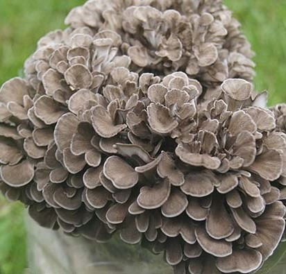  MAITAKE micéliumkész szubsztrát 3 kg