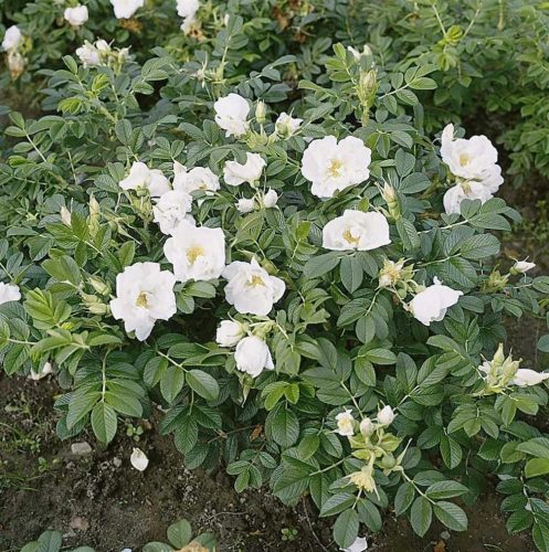  C2 RÁNCOS RÓZSA FEHÉR ROSA RUGOSA MÉZES ALBA 30-40 CM.