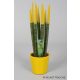  Sansevieria VELVET TOUCHZ YELLOW + VIRÁGCSERE 33 CM