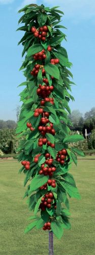  Cseresznye és cseresznye Cseresznyepalánta csupasz gyökérrel 120-150 cm