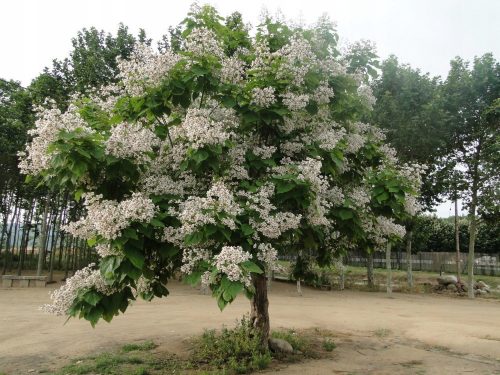  Catalpa Catalpa Orchidea riasztók SZÚNYÚNYOK Palánta