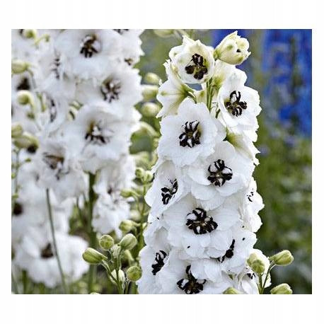  Magic F. White Dark Bee delphinium - palánta
