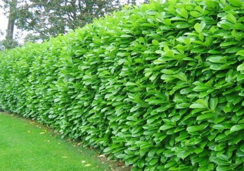  KELETI CSERESZNYÉS LAUR ROTUNDIFOLIA NAGYKERESKEDELMI 50 DB GYORS SÖVÉNY