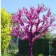 P11 KANADAI JUDASES CERCIS CANADENSIS