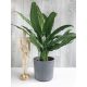  Aglaonema Cutlass palánta 0,5-1 literes edényben