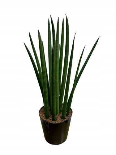  Sansevieria cylindrica (Sansevieria cylindrica) 40 cm