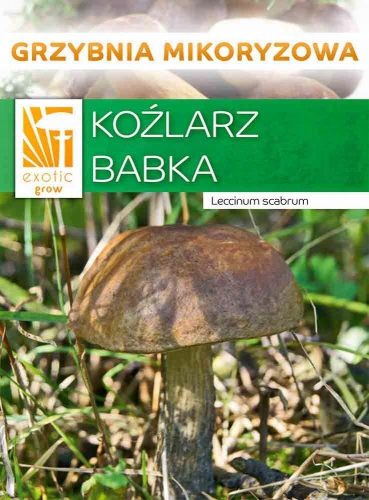  Micélium Koźlarz útifű Micélium 10 g