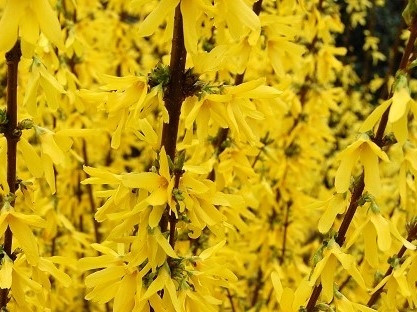  Forsythia intermedius FLOJOR - C2-ben, 60-80 cm