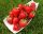  Erdei szamóca és Grandarosa eper, csupaszgyökér palánta, 13-20 cm
