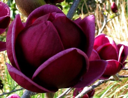  Magnolia 'GENIE' - bordó tulipán