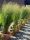  Switchgrass NORTHWIND 3L nagy palánta, oszlopos, vékony