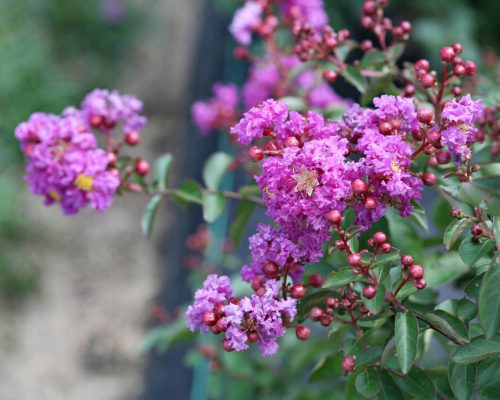  LAGERSTROEMIA PURPLE MAUVE Dél nélkül P9