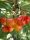  BUTTNER RED cseresznye, csupasz gyökerű palánta, 150-180 cm