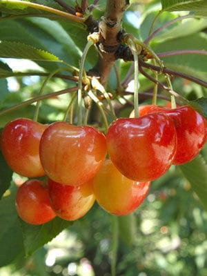  BUTTNER RED cseresznye, csupasz gyökerű palánta, 150-180 cm