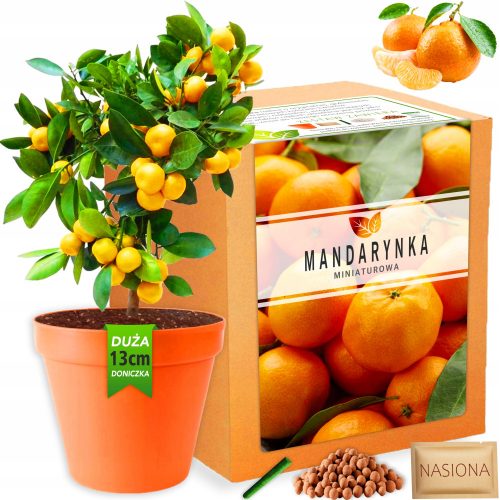  Egy készlet növények termesztéséhez: Mandarin mag, Mandarin fa