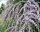  Sodort levelű BUDDLJA EGYEDI PBR Buddleja alternifolia SEDINGS P9