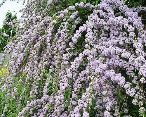  Sodort levelű BUDDLJA EGYEDI PBR Buddleja alternifolia SEDINGS P9