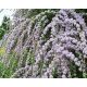  Sodort levelű BUDDLJA EGYEDI PBR Buddleja alternifolia SEDINGS P9