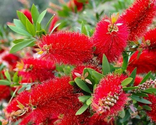  PIROS MUFFLE Callistemon citrinus Splendens SEDING P9 CONTAINERBEN