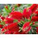  PIROS MUFFLE Callistemon citrinus Splendens SEDING P9 CONTAINERBEN