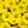  Petunias Supertunia Mini Vista Yellow