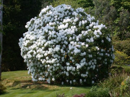  Fehér rododendron és azálea palánta 0,5-1l-es edényben, 30-40 cm