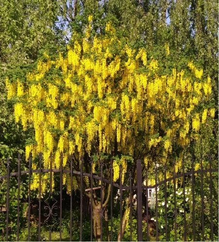  Laburnum Vossia golden rain a legnagyobb virág, legfeljebb 50 cm hosszú, RÜMÖKKEL