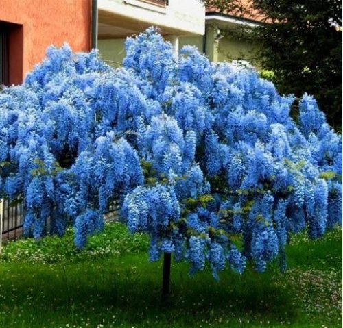 KÉK TÖRPE WISTERIA BLUE MOON NAGY VETÉSEK