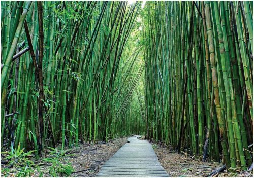 BAMBOO FOREST FOTÓ TAPÉTA FOTÓ TAPÉTA + RAGASZTÓ 368 x 254 12632V8