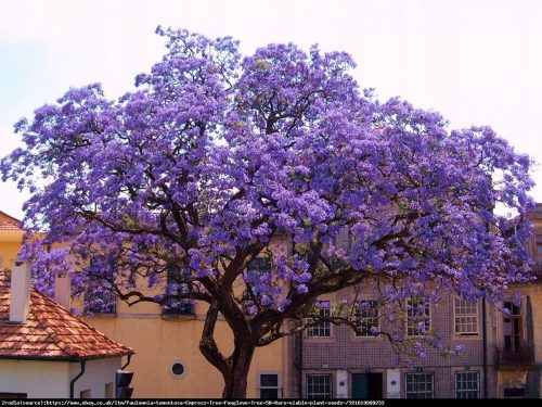  Paulownia bolyhos császári boldogságfa